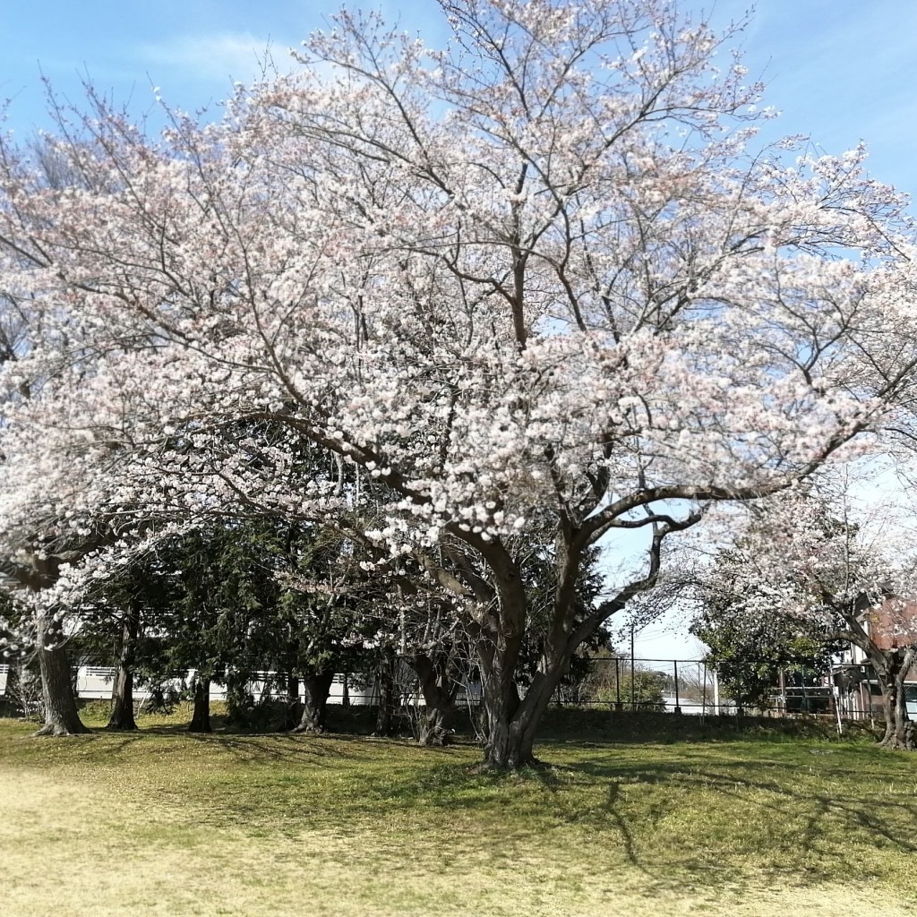 実際訪問したユーザーが直接撮影して投稿した公園気象台記念公園の写真