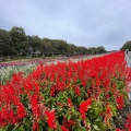 実際訪問したユーザーが直接撮影して投稿した植物園 / 樹木園たんばらラベンダーパークの写真