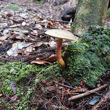 実際訪問したユーザーが直接撮影して投稿した生息地 / 群生地・飛来地太郎杉の写真