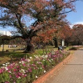 実際訪問したユーザーが直接撮影して投稿した八幡町公園武蔵野中央公園の写真