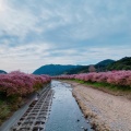 実際訪問したユーザーが直接撮影して投稿した河川河津川の写真