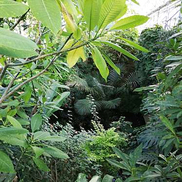 夢の島熱帯植物館のundefinedに実際訪問訪問したユーザーunknownさんが新しく投稿した新着口コミの写真