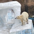 実際訪問したユーザーが直接撮影して投稿した茶臼山町動物園天王寺動物園の写真