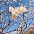 実際訪問したユーザーが直接撮影して投稿した若松町公園南公園の写真