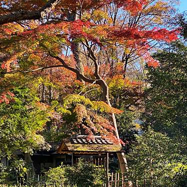 実際訪問したユーザーが直接撮影して投稿した本駒込庭園六義園 つつじ茶屋の写真