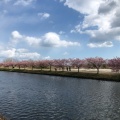 実際訪問したユーザーが直接撮影して投稿した笠松町公園笠松河津桜ロードの写真