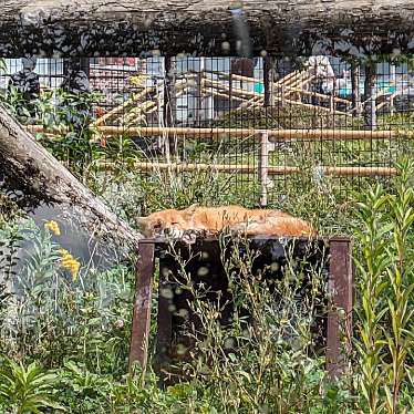 実際訪問したユーザーが直接撮影して投稿した東旭川町倉沼動物園ホッキョクギツネ舎の写真