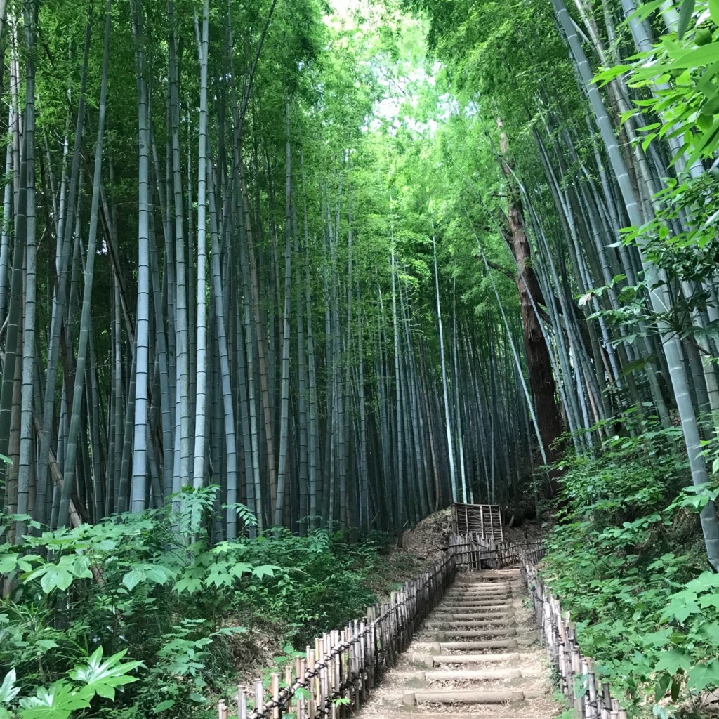 経巡鯉画龍さんが投稿した鏑木町散策路のお店サムライの古径ひよどり坂/サムライノコミチヒヨドリザカの写真