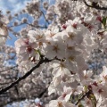 実際訪問したユーザーが直接撮影して投稿した黒鳥町公園黒鳥山公園の写真