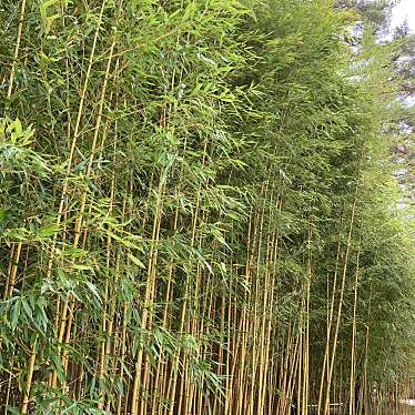 実際訪問したユーザーが直接撮影して投稿した玉川植物園 / 樹木園笹離宮の写真