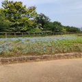 実際訪問したユーザーが直接撮影して投稿した神明町公園くりはま花の国の写真