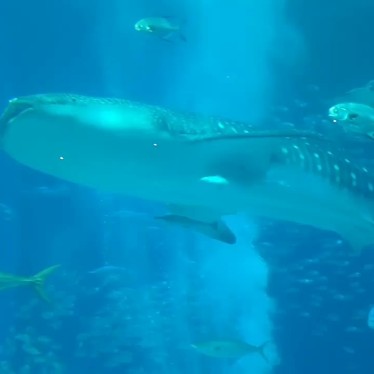 実際訪問したユーザーが直接撮影して投稿した石川水族館 / アクアリウム沖縄美ら海水族館の写真