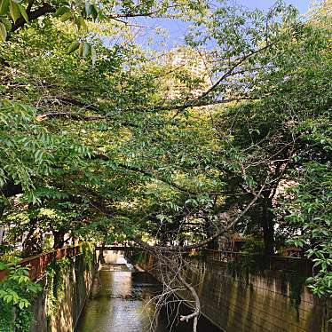 実際訪問したユーザーが直接撮影して投稿した上目黒橋目黒川 桜橋の写真