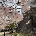 実際訪問したユーザーが直接撮影して投稿した元城町公園桜城址公園の写真