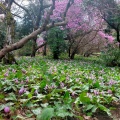 実際訪問したユーザーが直接撮影して投稿した川尻植物園 / 樹木園城山かたくりの里の写真