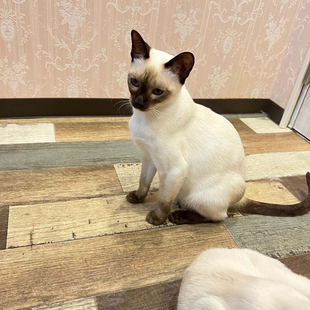 実際訪問したユーザーが直接撮影して投稿した大須テーマカフェ猫カフェ Puchi Marry 名古屋大須店の写真