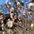 実際訪問したユーザーが直接撮影して投稿した酒折植物園 / 樹木園不老園の写真