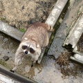 実際訪問したユーザーが直接撮影して投稿した船越町動物園九十九島動植物園 森きららの写真