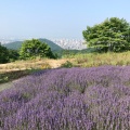 実際訪問したユーザーが直接撮影して投稿した盤渓植物園 / 樹木園幌見峠ラベンダー園の写真