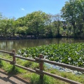 実際訪問したユーザーが直接撮影して投稿した菊名公園菊名池公園の写真