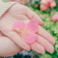 実際訪問したユーザーが直接撮影して投稿した西平沼町植物園 / 樹木園横浜イングリッシュガーデンの写真