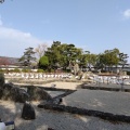 実際訪問したユーザーが直接撮影して投稿した岸城町庭園岸和田城庭園 八陣の庭の写真