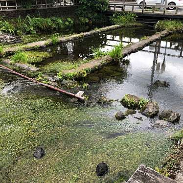 実際訪問したユーザーが直接撮影して投稿した南本町地域名所三島梅花藻の里の写真