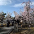 実際訪問したユーザーが直接撮影して投稿した御室大内寺仁和寺の写真