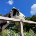 実際訪問したユーザーが直接撮影して投稿した富戸動物園伊豆シャボテン動物公園の写真