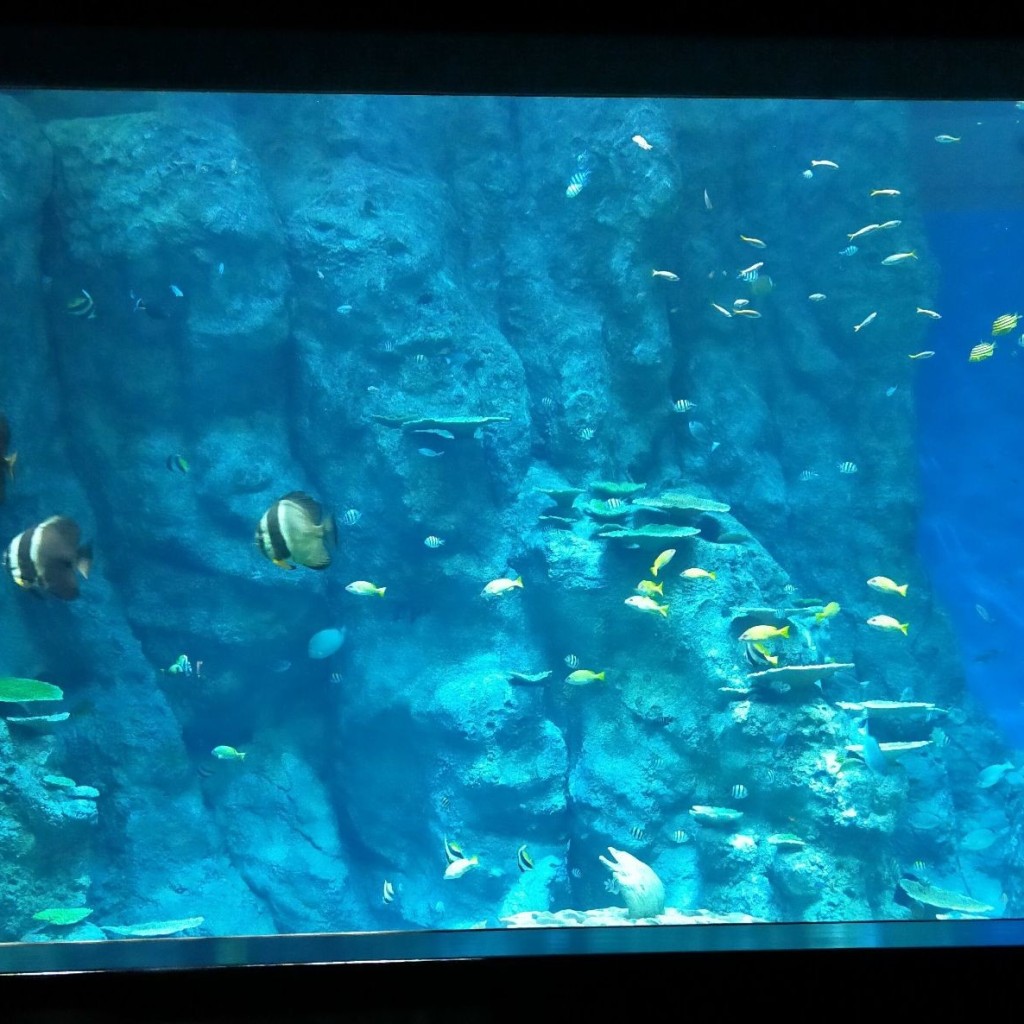 YST10さんが投稿した三崎水族館 / アクアリウムのお店高知県立 足摺海洋館 サトウミ/SATOUMIの写真