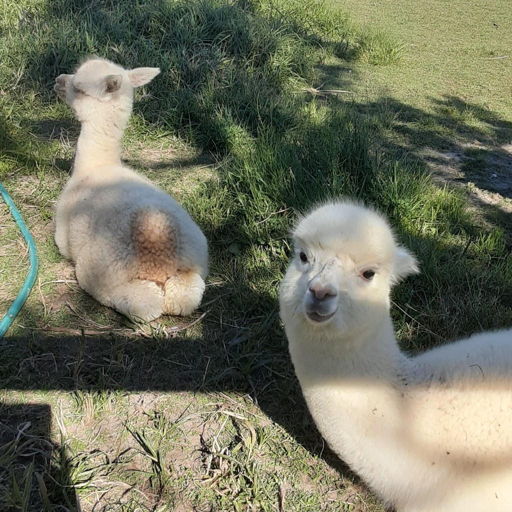 実際訪問したユーザーが直接撮影して投稿した角山農場 / 農園アースドリーム角山農場の写真