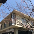 実際訪問したユーザーが直接撮影して投稿した向島和菓子長命寺 桜もちの写真