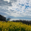 実際訪問したユーザーが直接撮影して投稿した万田公園高麗山公園の写真