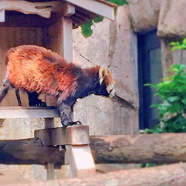 実際訪問したユーザーが直接撮影して投稿した老松町動物園野毛山動物園の写真