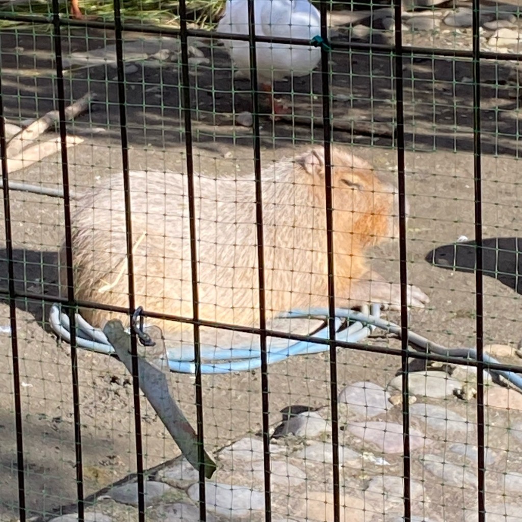 実際訪問したユーザーが直接撮影して投稿した塙田動物園八幡山公園 動物広場の写真