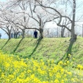 実際訪問したユーザーが直接撮影して投稿した醍醐町歴史 / 遺跡藤原宮跡の写真