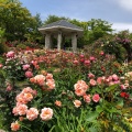 実際訪問したユーザーが直接撮影して投稿した強羅庭園箱根強羅公園の写真