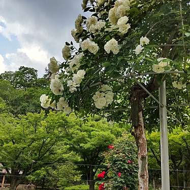 実際訪問したユーザーが直接撮影して投稿した中区牧野公園多可町余暇村公園の写真