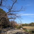 実際訪問したユーザーが直接撮影して投稿した麹町公園千鳥ヶ淵公園の写真