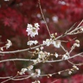 実際訪問したユーザーが直接撮影して投稿した川見町桜の名所川見四季桜の里の写真