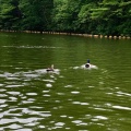 実際訪問したユーザーが直接撮影して投稿した徳山町公園辰口丘陵公園の写真