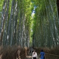 実際訪問したユーザーが直接撮影して投稿した嵯峨天龍寺芒ノ馬場町地域名所竹林の小径の写真