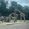 実際訪問したユーザーが直接撮影して投稿した須山動物園富士サファリパークの写真