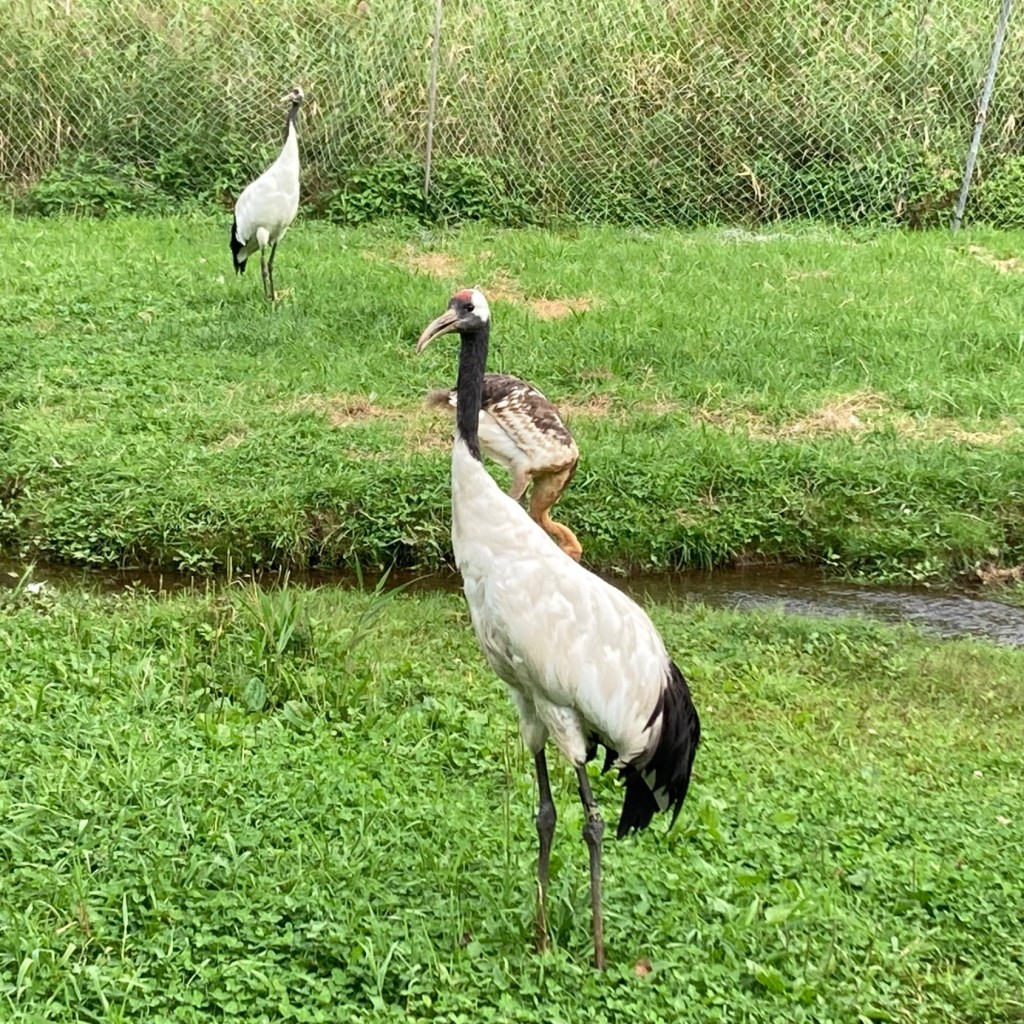 実際訪問したユーザーが直接撮影して投稿した鶴丘動物園釧路市丹頂鶴自然公園の写真