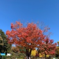 実際訪問したユーザーが直接撮影して投稿した長留公園秩父ミューズパークの写真