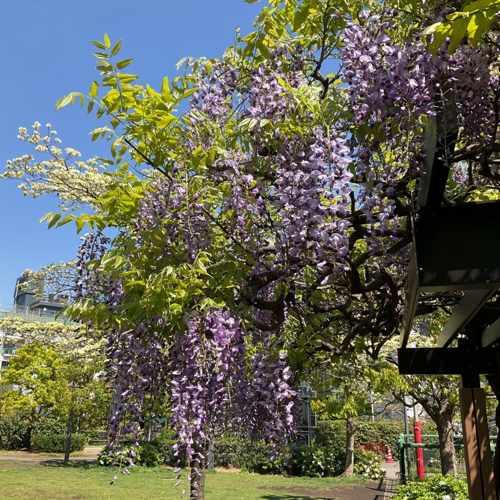 スピスピスピカさんが投稿した赤坂公園のお店檜町公園/ヒノキチョウコウエンの写真