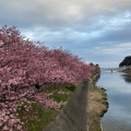 実際訪問したユーザーが直接撮影して投稿した河川河津川の写真