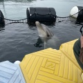 実際訪問したユーザーが直接撮影して投稿した津田町鶴羽水族館 / アクアリウム日本ドルフィンセンターの写真