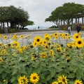 実際訪問したユーザーが直接撮影して投稿した石川公園海洋博公園の写真