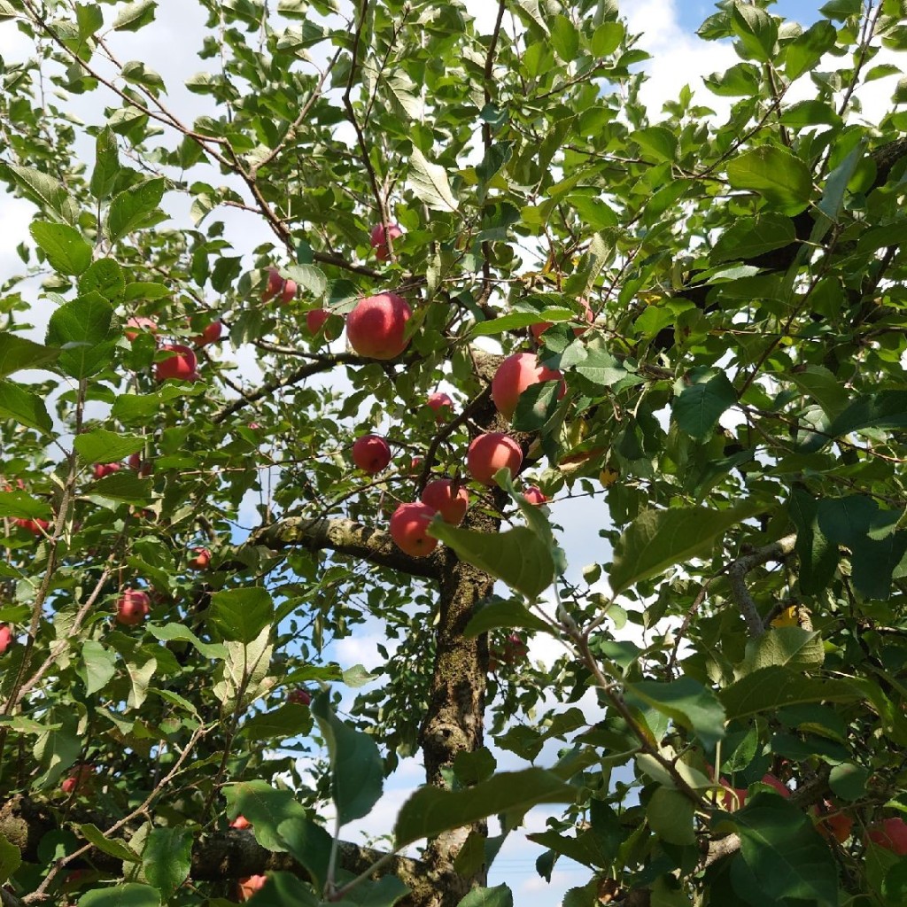 実際訪問したユーザーが直接撮影して投稿した阿東徳佐下農業 / 栽培白松りんご園の写真